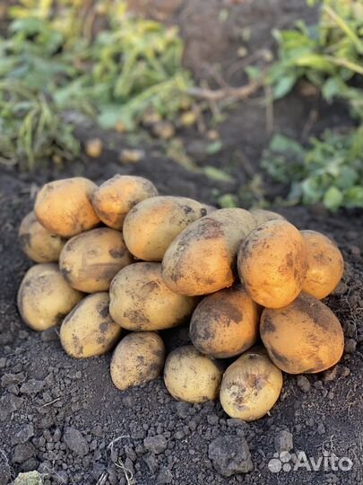 Продам картофель Королева Анна