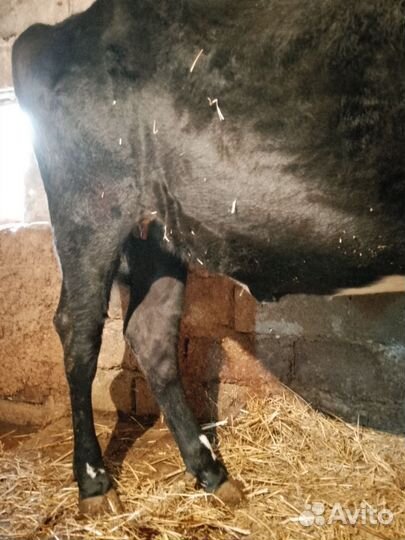 Корова(Телочка)