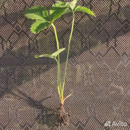 Земклубника Пенелопа рассада в стаканах и усы