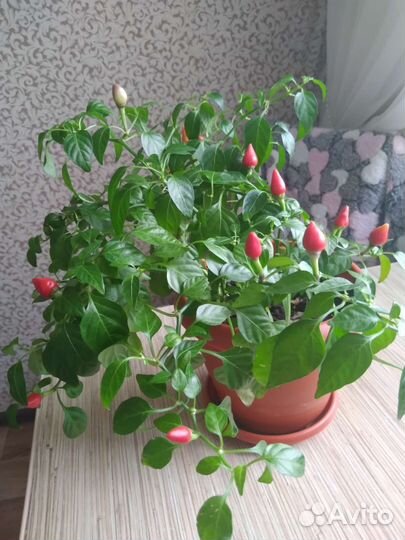 Перец комнатный острый