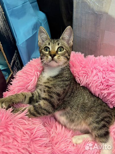 Котенок мальчик 3 мес