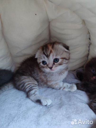 Шотландские котята