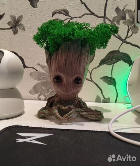 Соты со мхом стабилизированный