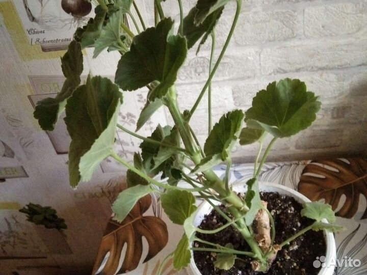 Пеларгония PAC viva rosita