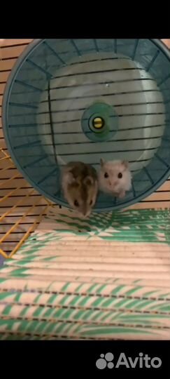 Джунгарский хомяк бесплатно