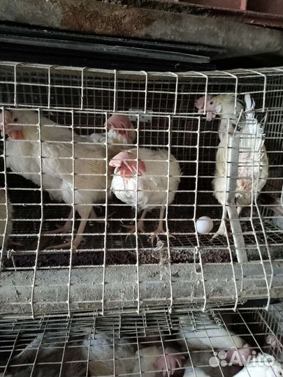 Куры несушки