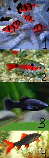 Рыбки разные