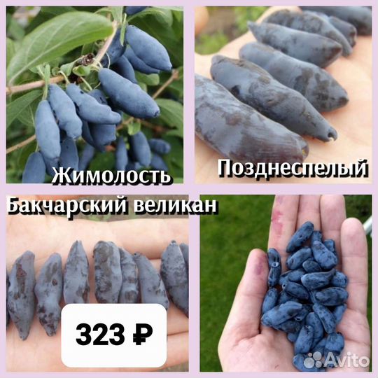 Саженцы жимолости