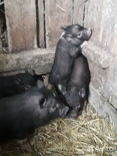 Продаются вьетнамские поросята