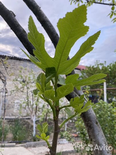 Саженцы инжира