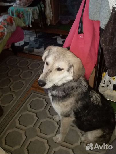 Собака в добрые руки бесплатно