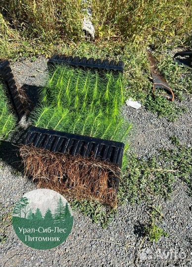 Сосна зкс окс сеянцы Ель Лиственница Голуб Горная