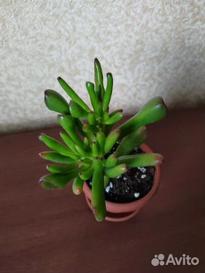 Крассула хоббит