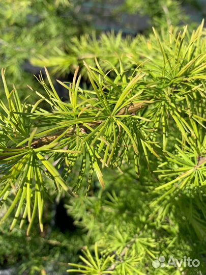 Лиственница