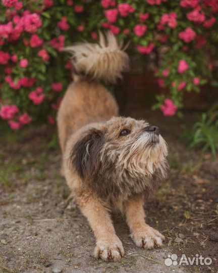 Собака бесплатно в добрые руки