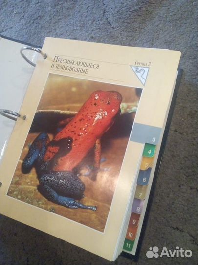 Карточки в мире дикой природы