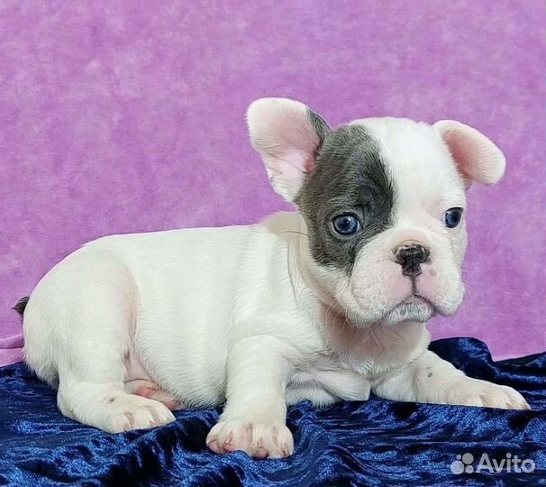 Французский бульдог щенки голубой