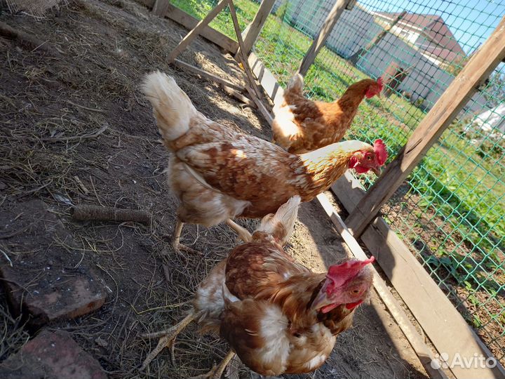 Куры несушки