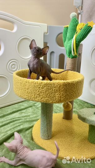 Канадский сфинкс котенок