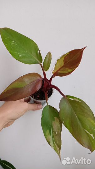 Филодендроны вариегатные