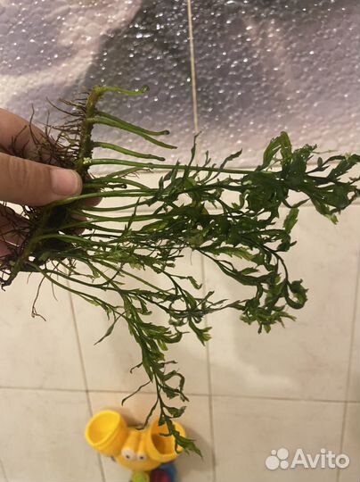 Аквариумные растения