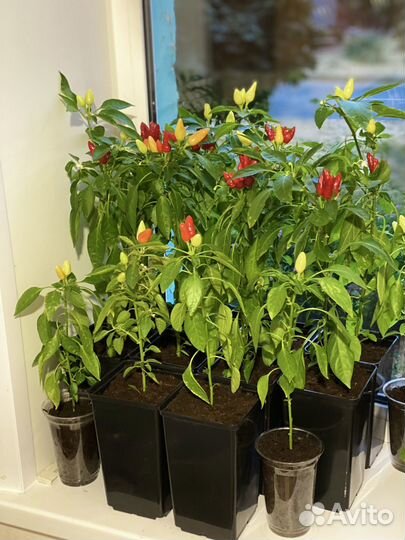 Перец красный острый