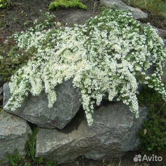 Многолетники для сада