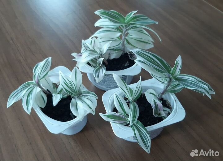 Продам цветы комнатные