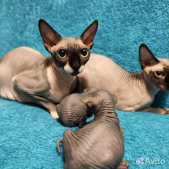 Канадский сфинкс котенок