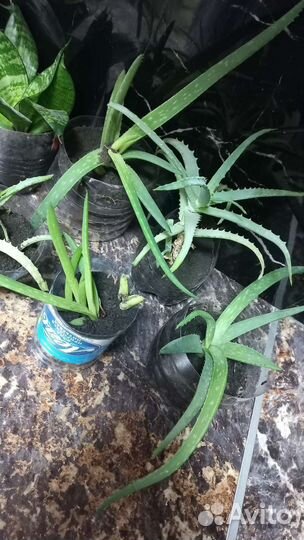 Комнатные цветы