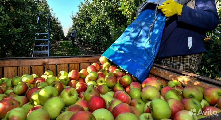Разнорабочий по сборке яблок в саду
