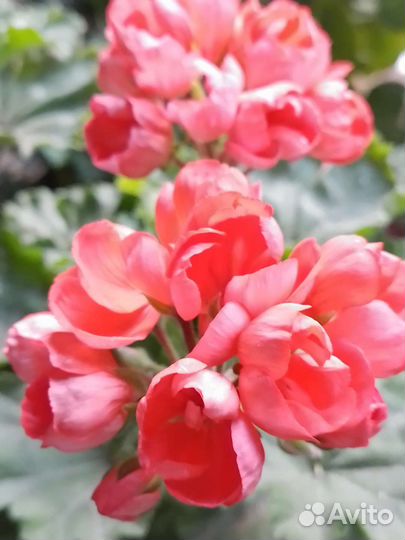 Пеларгония герань тюльпановидная