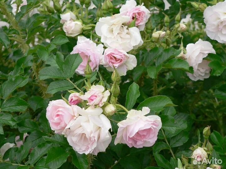 Саженцы Роза морщинистая (Ругоза) Ритаусма
