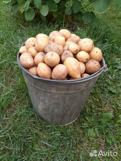 Картофель мелкий с доставкой