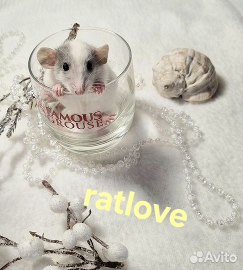 Крысята дамбо от ratlove девочки