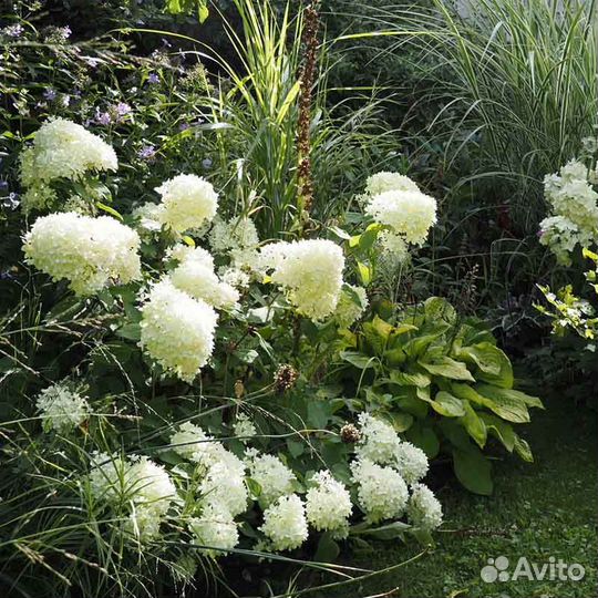 Гортензия метельчатая разных сортов