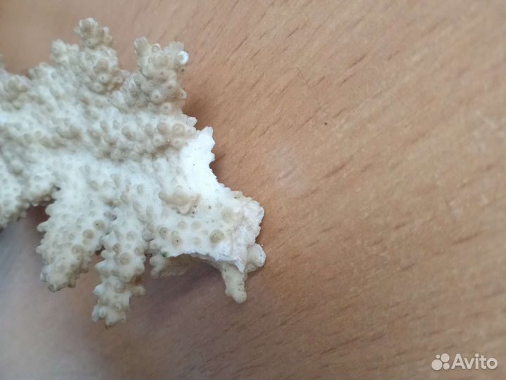 Коралл натуральный, белый, 36*26 см