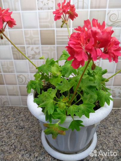 Пеларгония герань мини