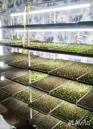 Сеянцы эустомы оптом