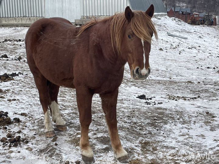Продам жеребца