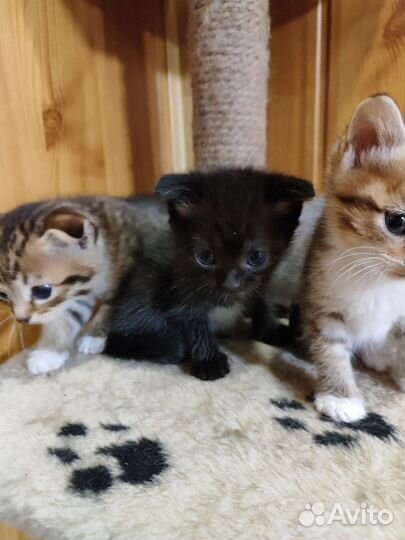 Вислоухие котята