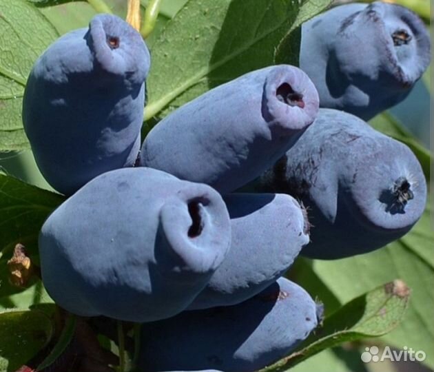 Жимолость канадских сортов