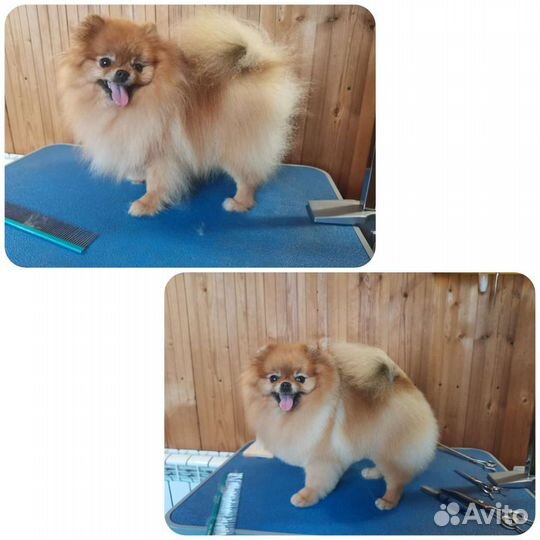 Груминг/стрижка (Шпиц)