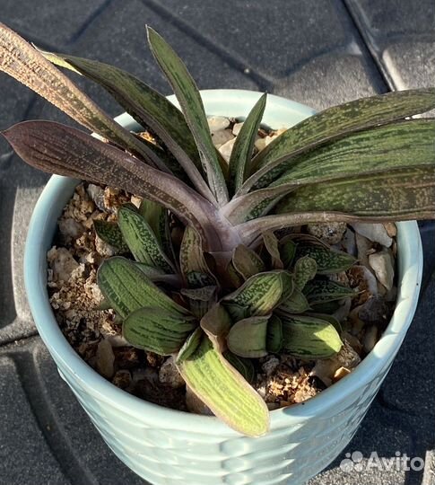 Гастерия вариегатная