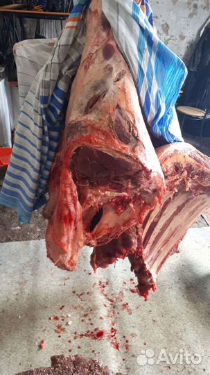 Мясо для собак