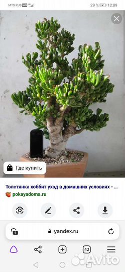 Толстянка хоббит