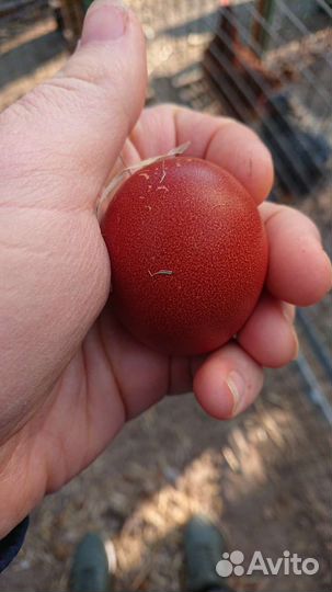 Маран черномедный инкубационное яйцо