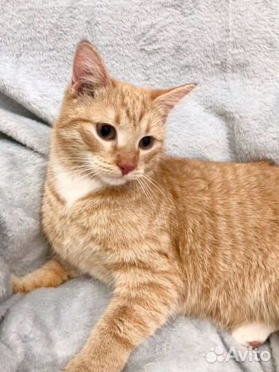 Мартин - потрясающий котейка ищет дом