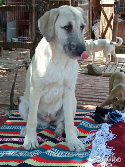 Собакакрасавица