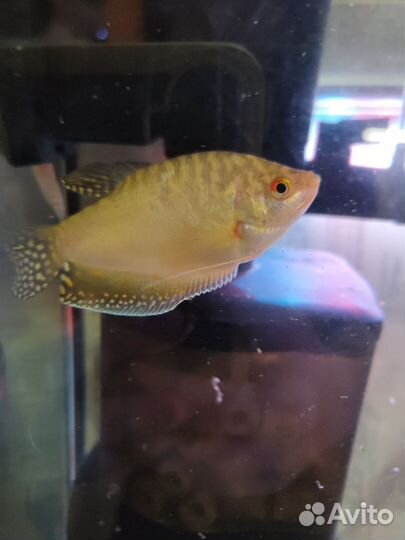 Аквариумные рыбки гурами